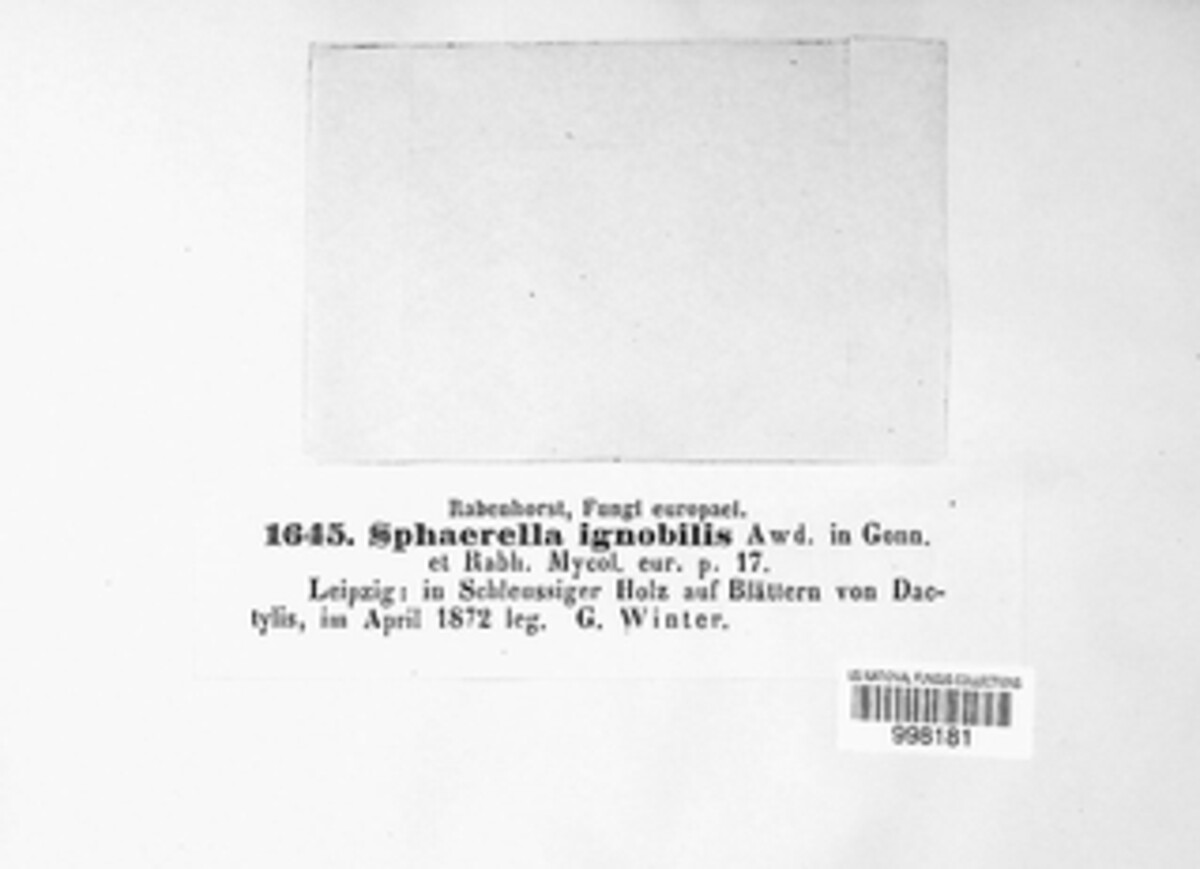 Mycosphaerella ignobilis image